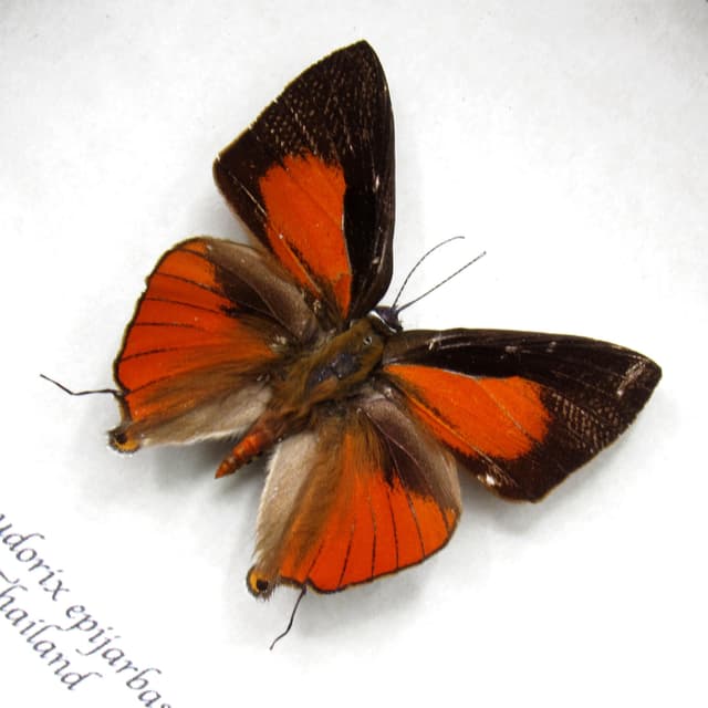 Real Red Cornelian butterfly framed taxidermy - Deudorix epijarbas