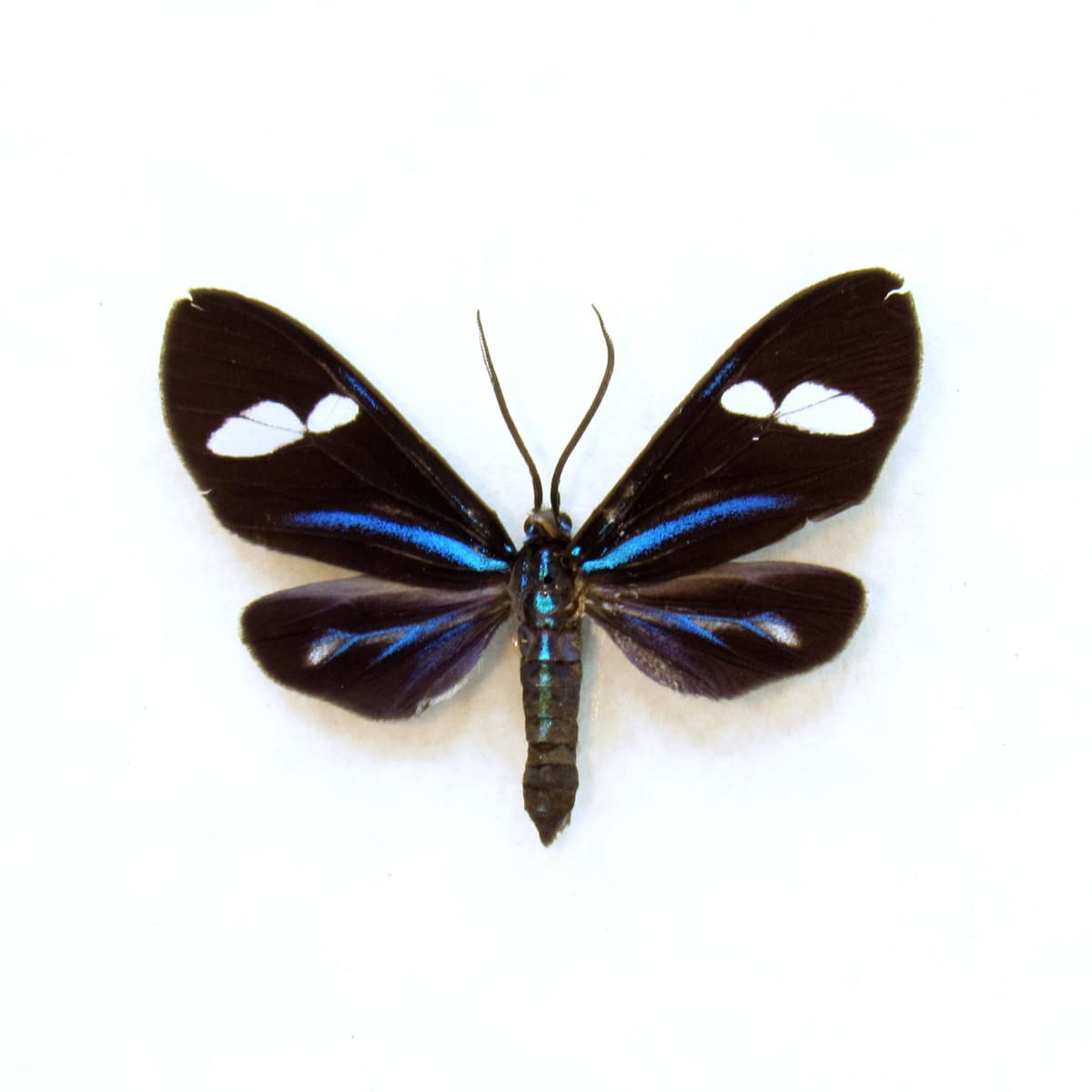 Real metallic Day Flying moth framed taxidermy - Arctiidae species
