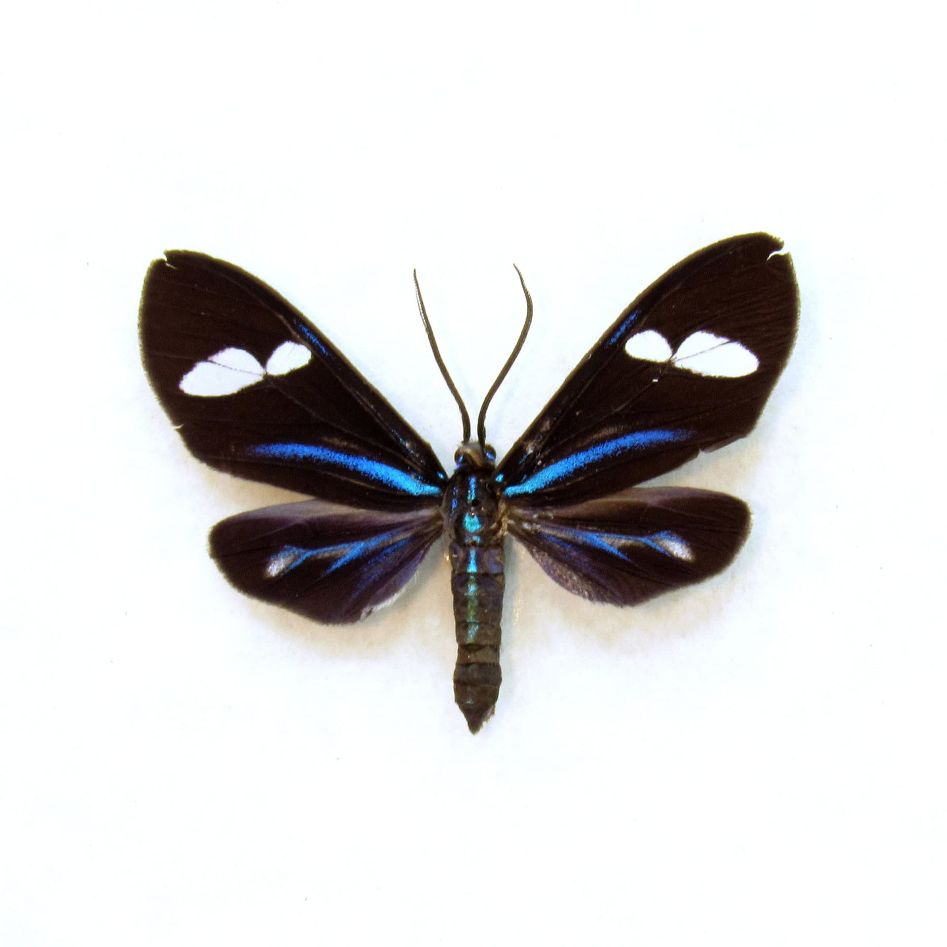 Real metallic Day Flying moth framed taxidermy - Arctiidae species