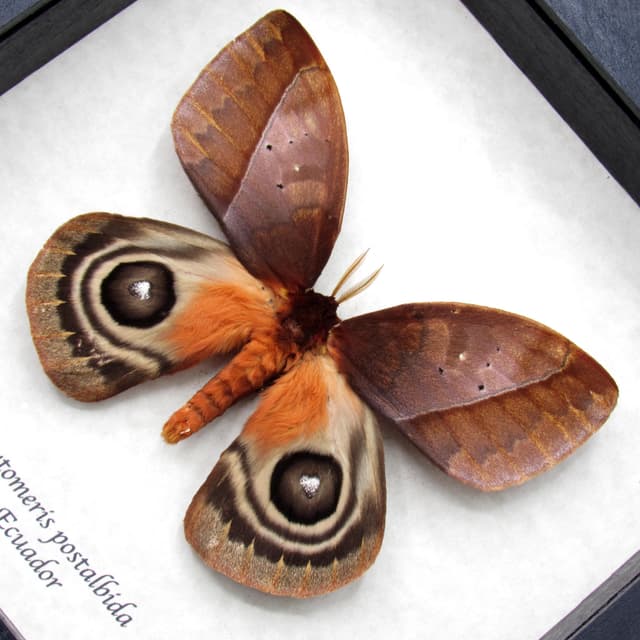 Stunning real Giant Saturn moth framed taxidermy - Automeris postalbida