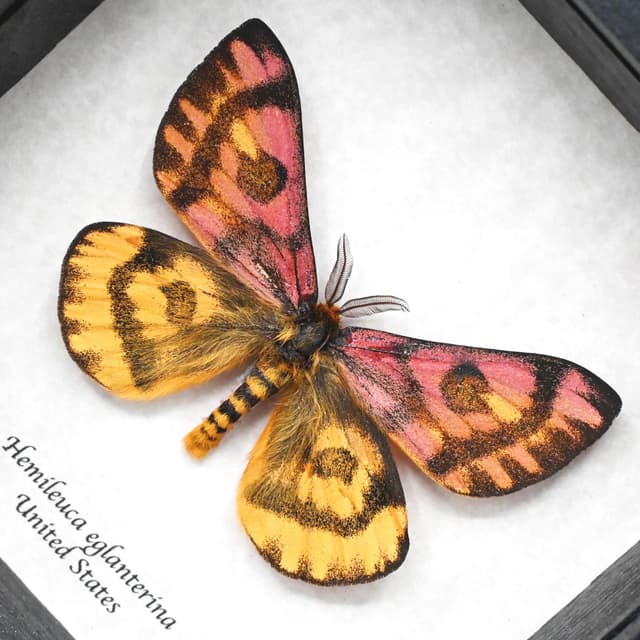 Real rare pink Western Sheep moth framed taxidermy - Hemileuca eglanterina - rare color form