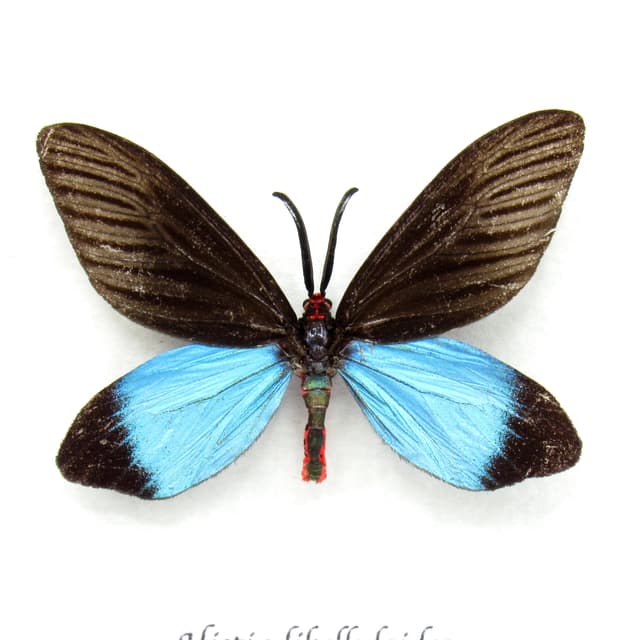 Real Day flying moth framed taxidermy - Histia libelluloides
