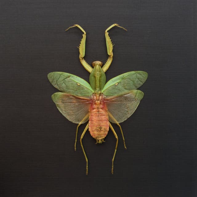 Real Giant Hooded Leaf Mantis framed taxidermy - Rhombodera javana - female