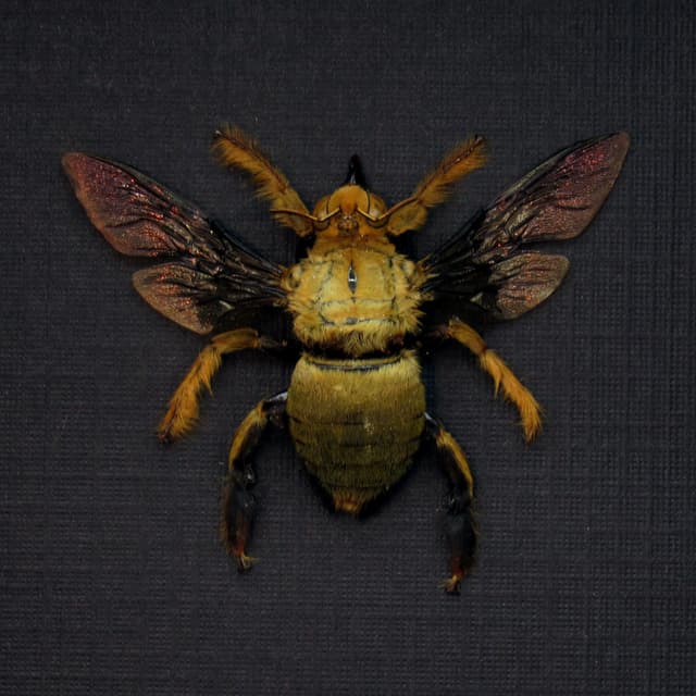 Real Carpenter Bee framed taxidermy - Xylocopa confusa - female