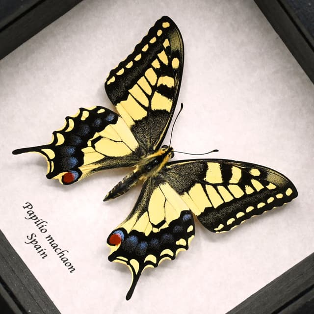 Real yellow Old World Swallowtail butterfly framed taxidermy - Papilio machaon