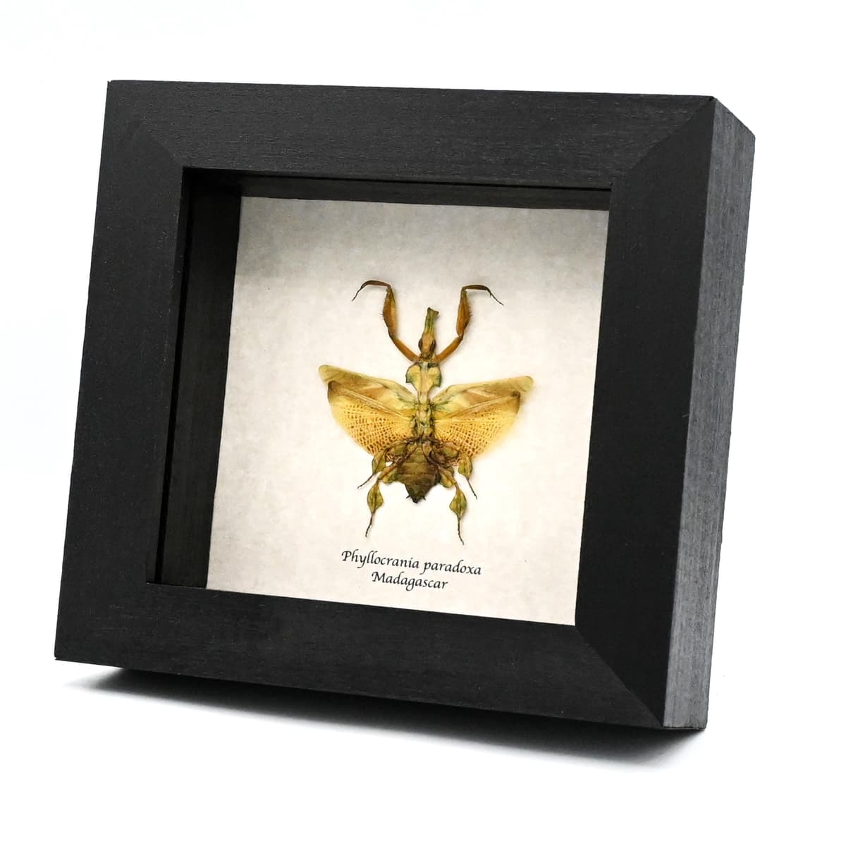 Rare Ghost Mantis framed taxidermy - Phyllocrania paradoxa - female