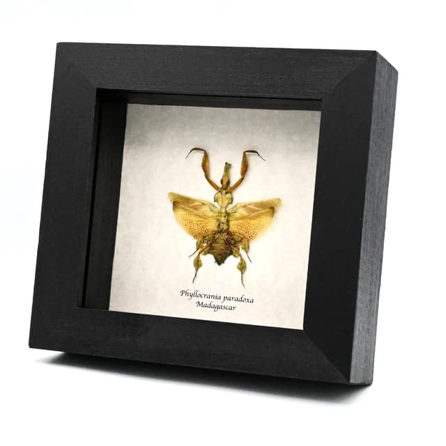 Rare Ghost Mantis framed taxidermy - Phyllocrania paradoxa - female