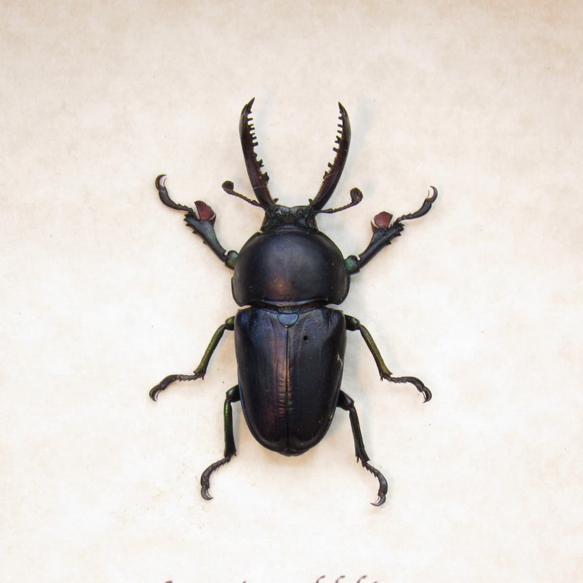 Real Stag beetle framed taxidermy - Lamprima adolphinae - purple/black color form
