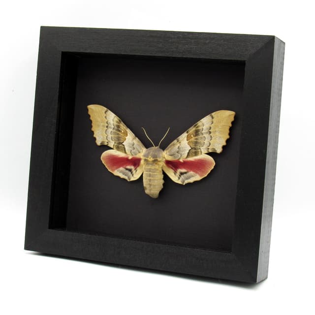 Real Western Big Poplar Sphinx framed taxidermy - Pachysphinx occidentalis - female