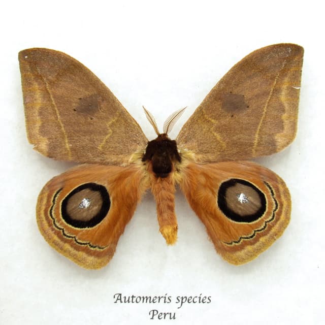 Real Saturn moth framed taxidermy - Automeris species