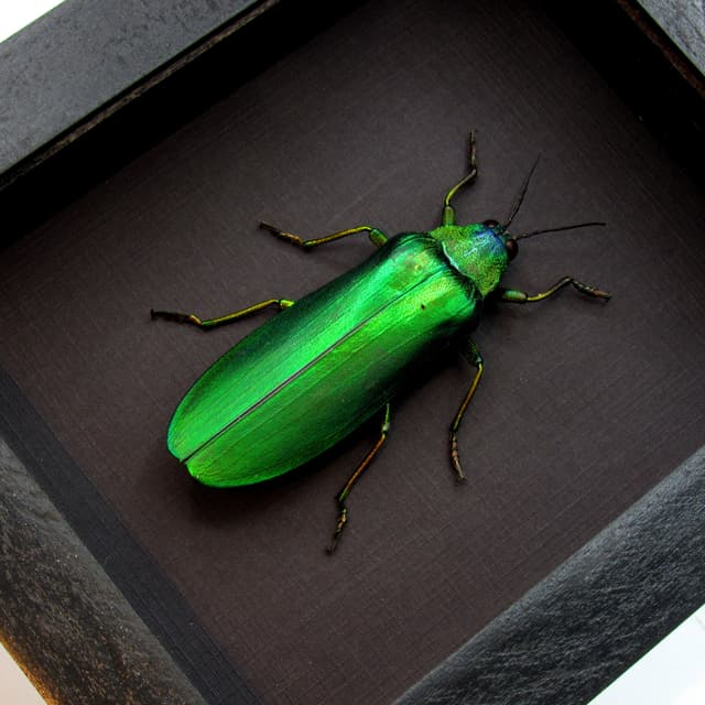 Rare Giant Jewel beetle framed taxidermy - Megaloxantha concolor