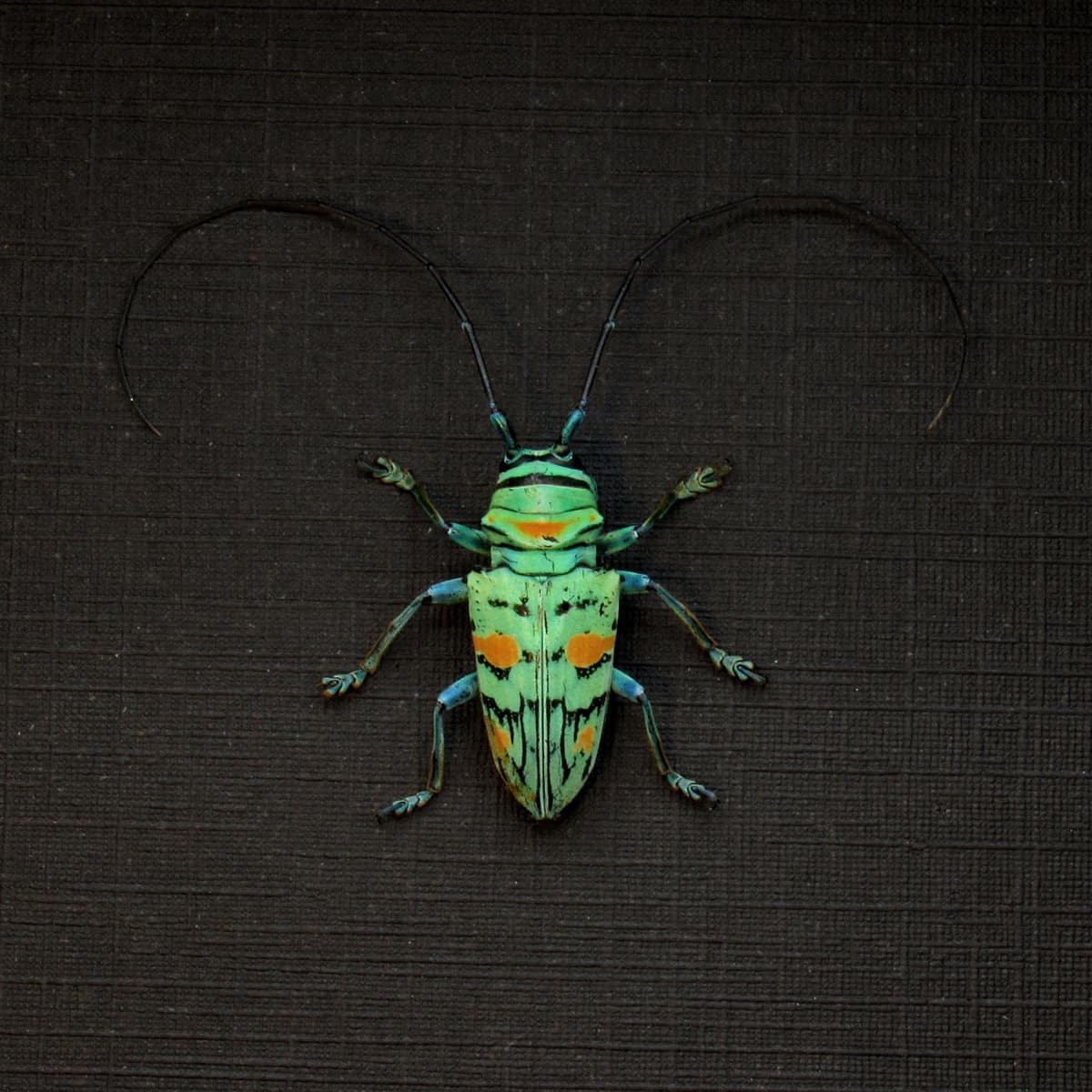 Real tiny green Longhorn beetle framed taxidermy - Sternotomis callais rufomaculata