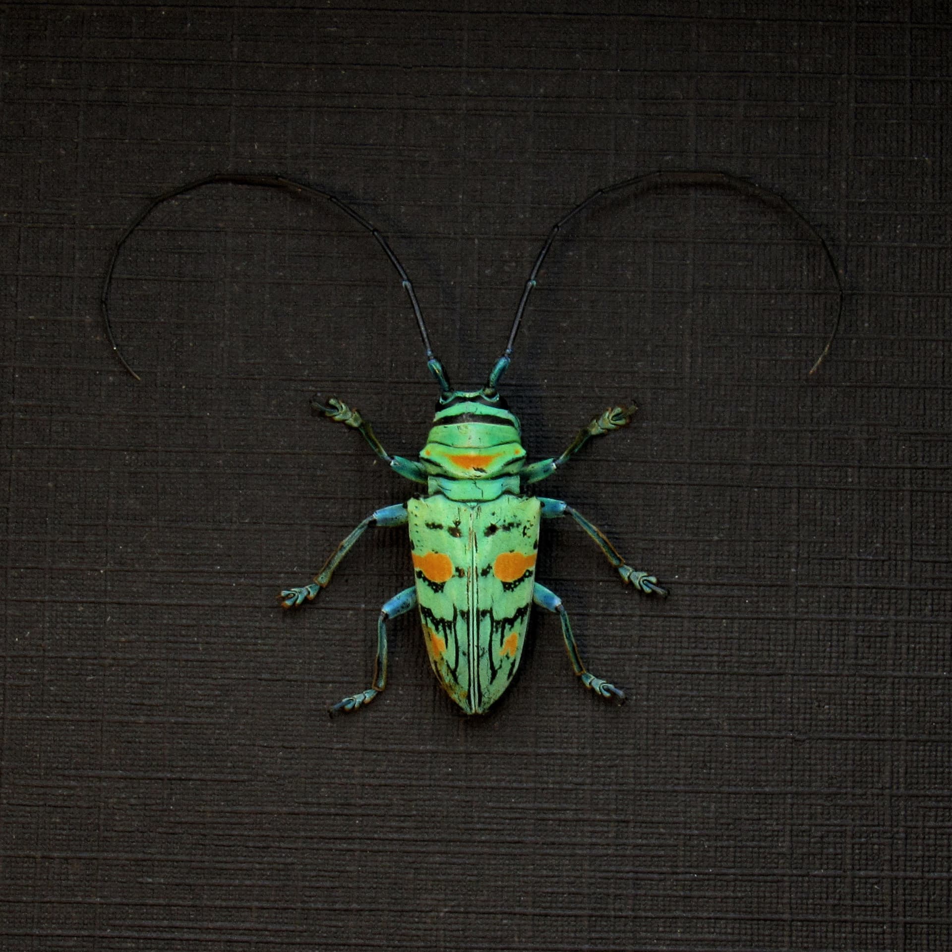 Real tiny green Longhorn beetle framed taxidermy - Sternotomis callais rufomaculata