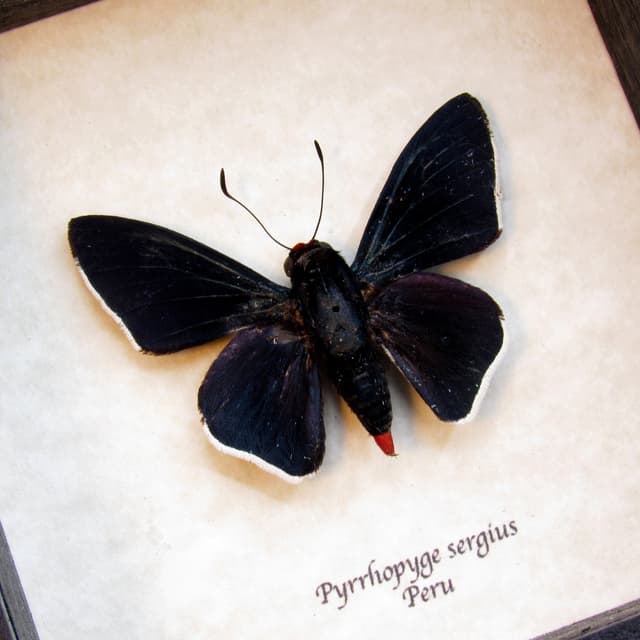 Real Black Firetip Skipper butterfly framed taxidermy - Pyrrhopyge sergius