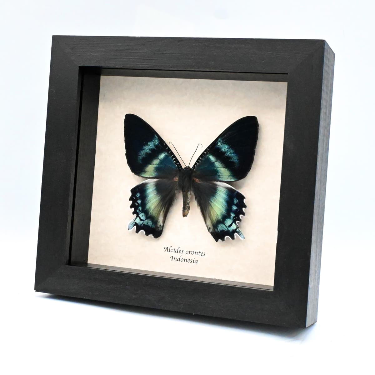 Real blue moth framed taxidermy - Alcides orontes