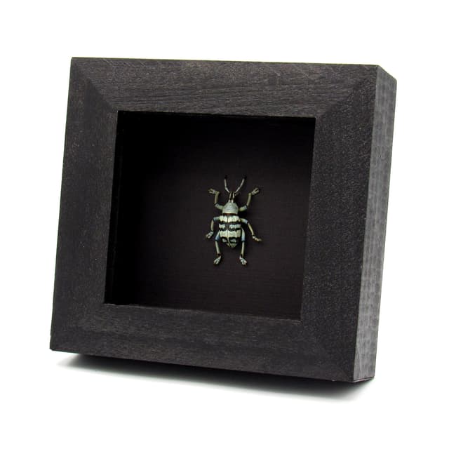 Real Weevil beetle framed taxidermy - Eupholus schoenherrii - rare pale color form