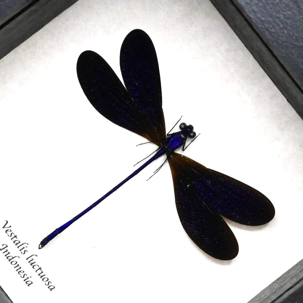 Real deep purple Dragonfly framed taxidermy - Vestalis luctuosa