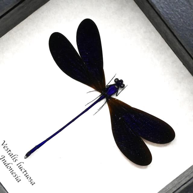 Real deep purple Dragonfly framed taxidermy - Vestalis luctuosa