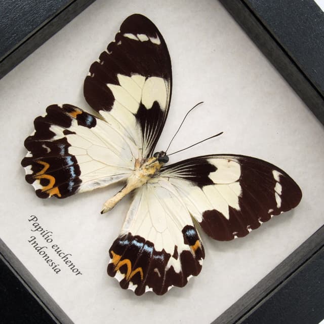 Real butterfly framed taxidermy - Papilio euchenor - XL