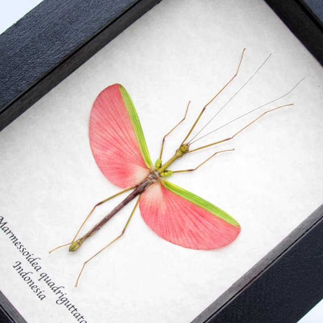 Real pink stick bug framed taxidermy - Marmessoidea quadriguttata