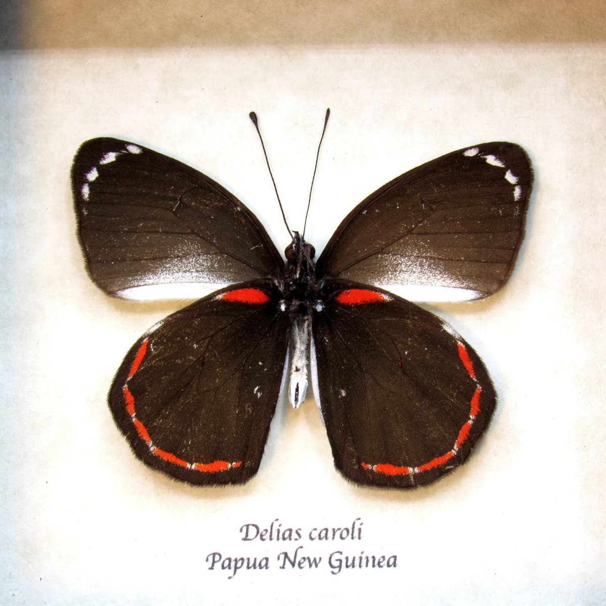 Real Black Delias butterfly framed taxidermy - Delias caroli