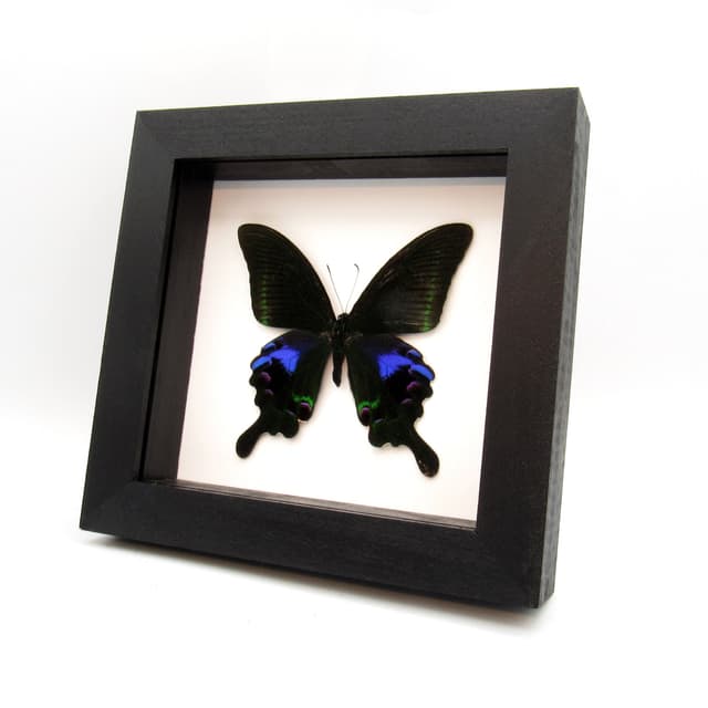 Large purple Peacock butterfly framed taxidermy - Papilio arcturus