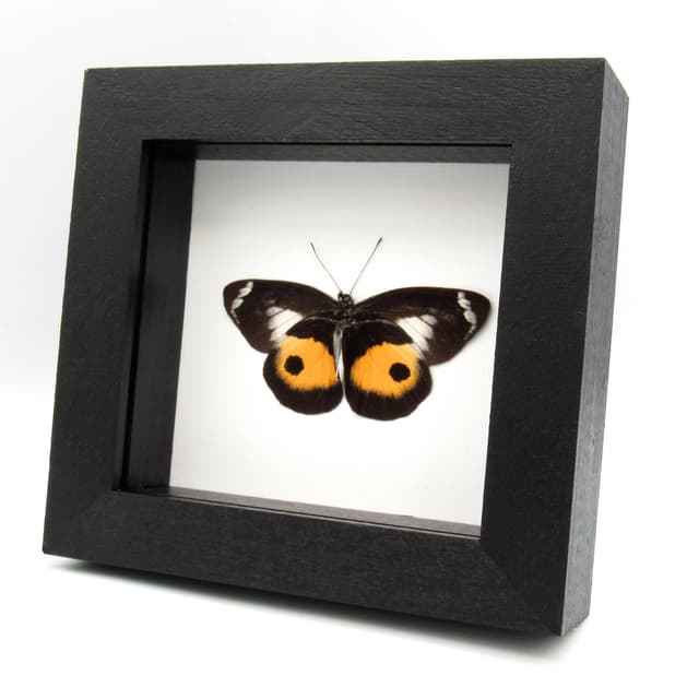 Real yellow Delias butterfly framed taxidermy - Delias discus - Victorian mount
