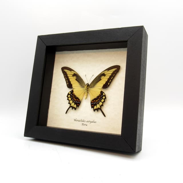 Real yellow Broad-banded Swallowtail butterfly framed taxidermy - Heraclides astyalus