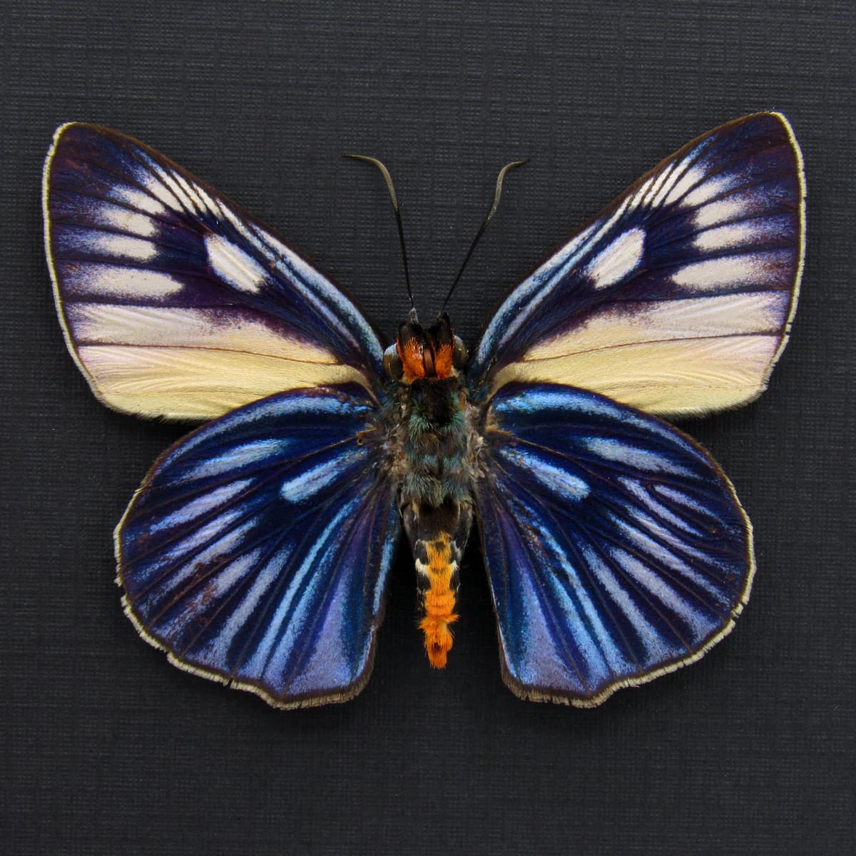 Rare Giant Blue Skipper butterfly framed taxidermy - Burara imperialis - large female