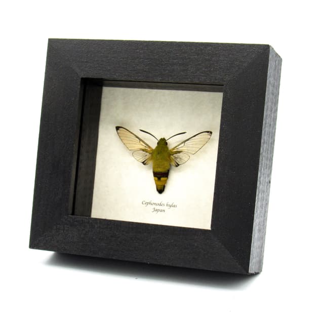 Real Coffee Bee Hawk Moth framed taxidermy - Cephonodes hylas
