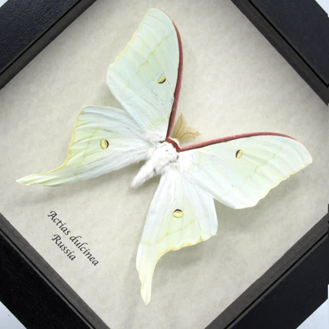 Rare Sweetheart Moonmoth framed taxidermy - Actias dulcinea - large