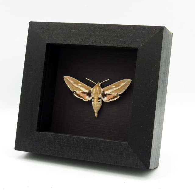 Real Bean-Caper Hawkmoth framed taxidermy - Hyles zygophylli