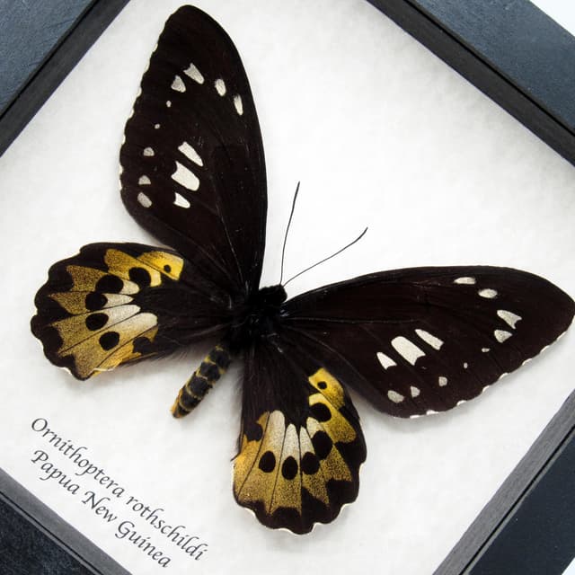 Real Golden Birdwing butterfly framed taxidermy - Ornithoptera rothschildi - female