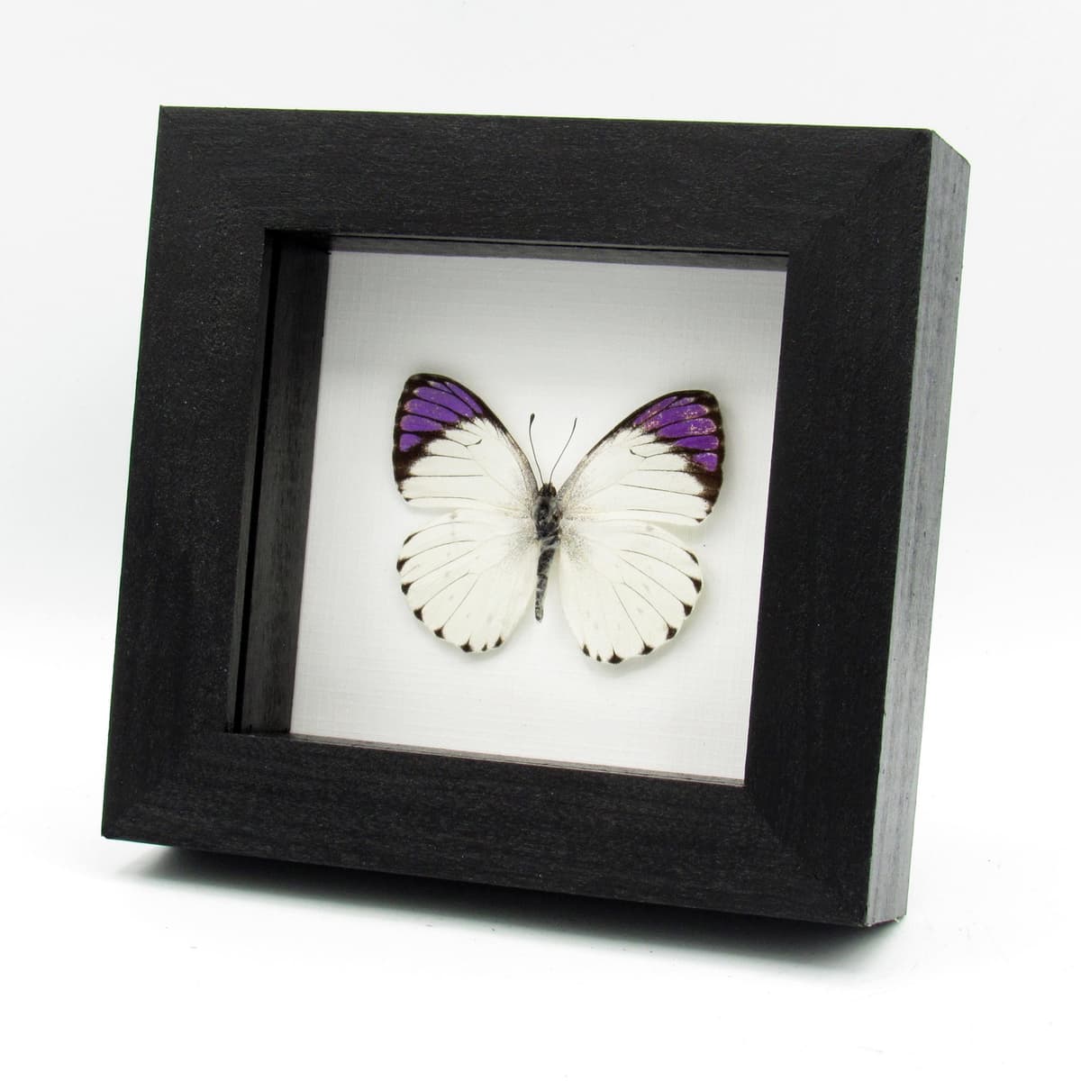 Real Purple Tip butterfly framed taxidermy - Colotis regina