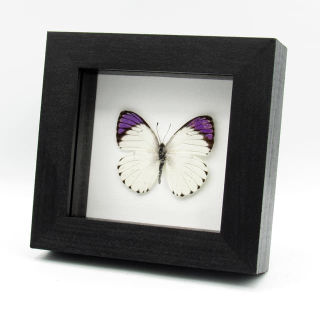 Real Purple Tip butterfly framed taxidermy - Colotis regina