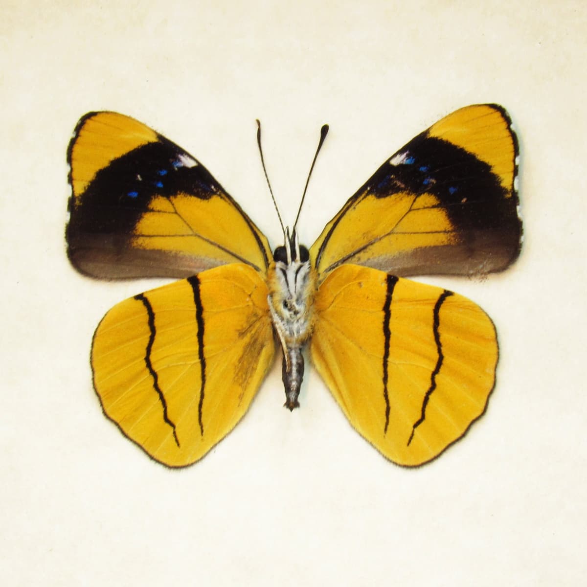 Real yellow butterfly framed taxidermy - Perisama xanthica