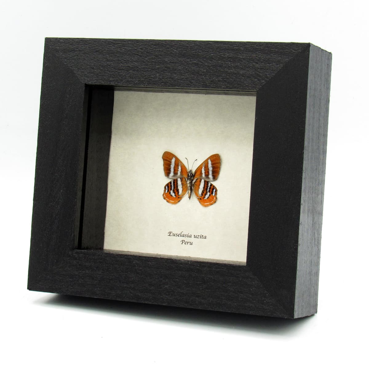 Real tiny orange Metalmark butterfly framed taxidermy - Euselasia uzita
