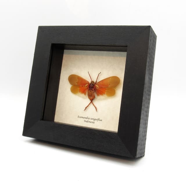 Real orange Lanternfly framed taxidermy - Scamandra sanguiflua