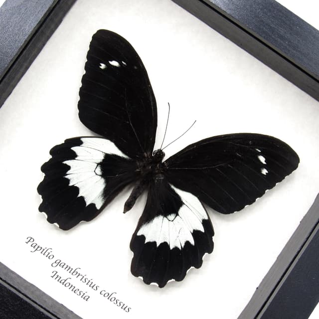 Very large real butterfly framed taxidermy - Papilio gambrisius colossus