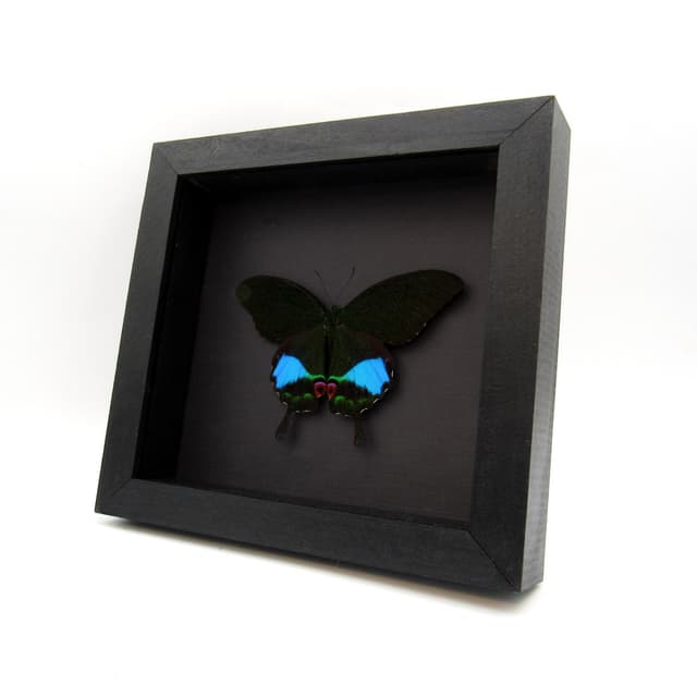 Large female Jungle Jade butterfly framed taxidermy - Papilio karna - Victorian mount