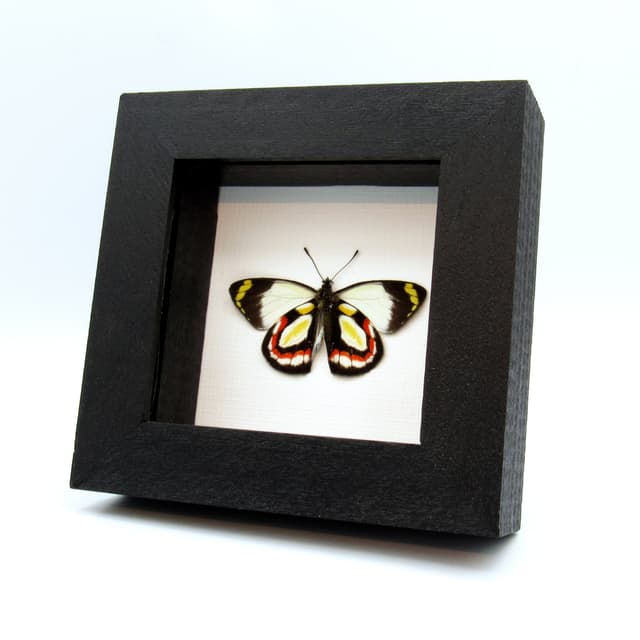 Rare Delias butterfly framed taxidermy - Delias bakeri - Victorian mount