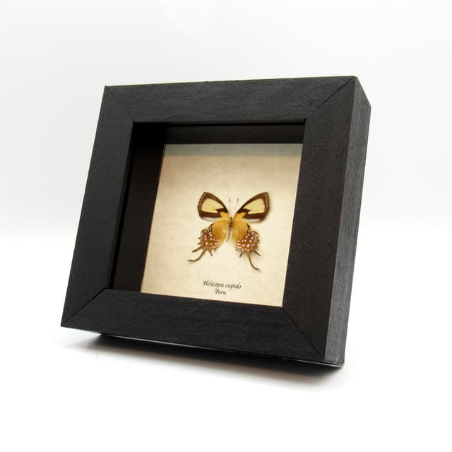Rare metallic gold butterfly framed taxidermy - helicopis cupido