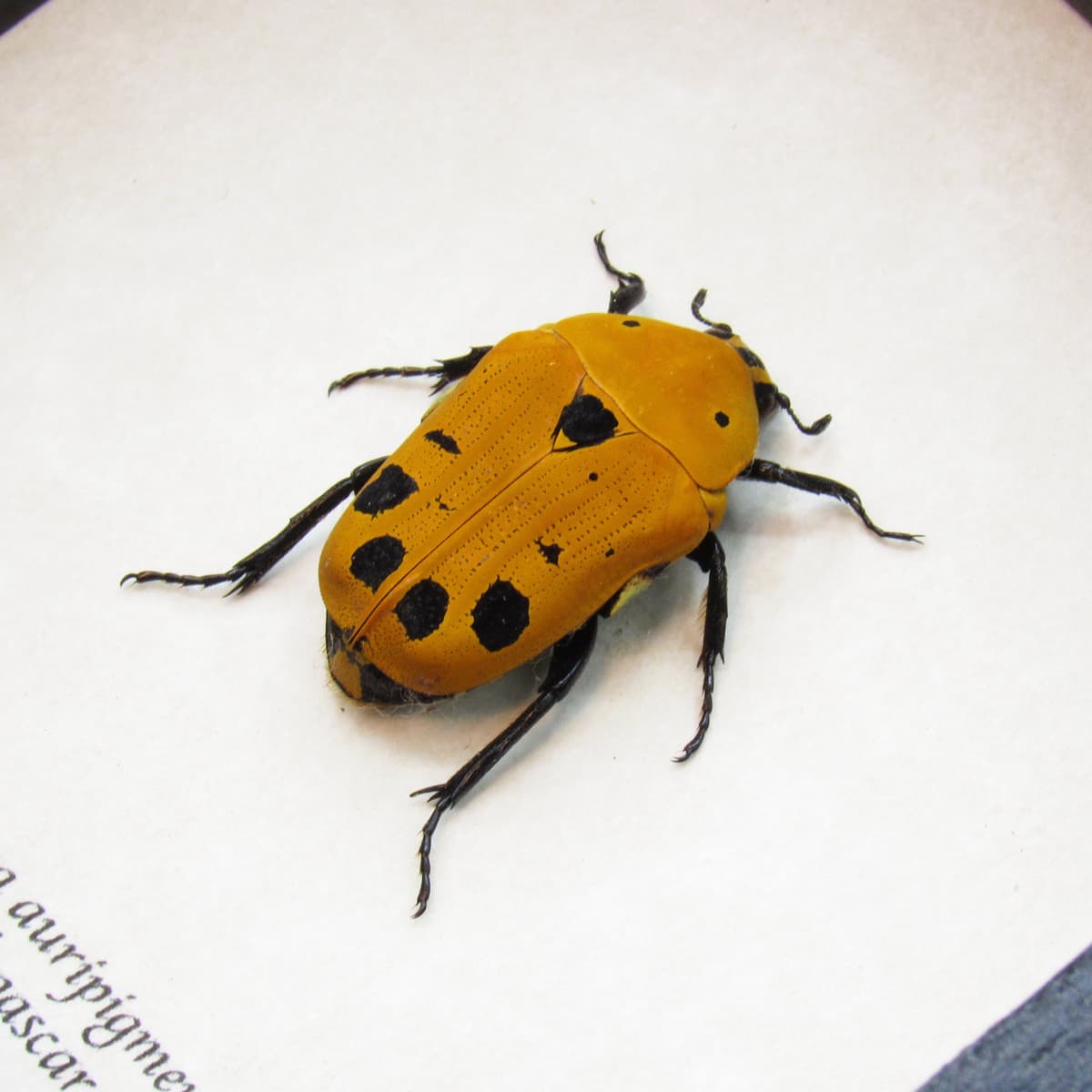 Real African Scarab beetle framed taxidermy - Euchroea auripigmenta