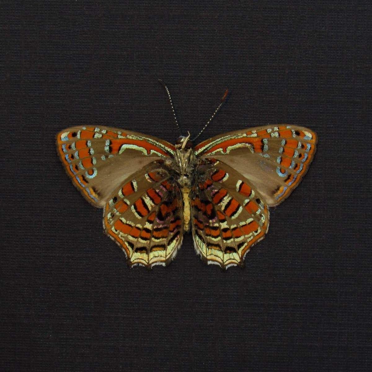 Rare metallic red butterfly framed taxidermy - Hypochrysops polycletus - Victorian mount
