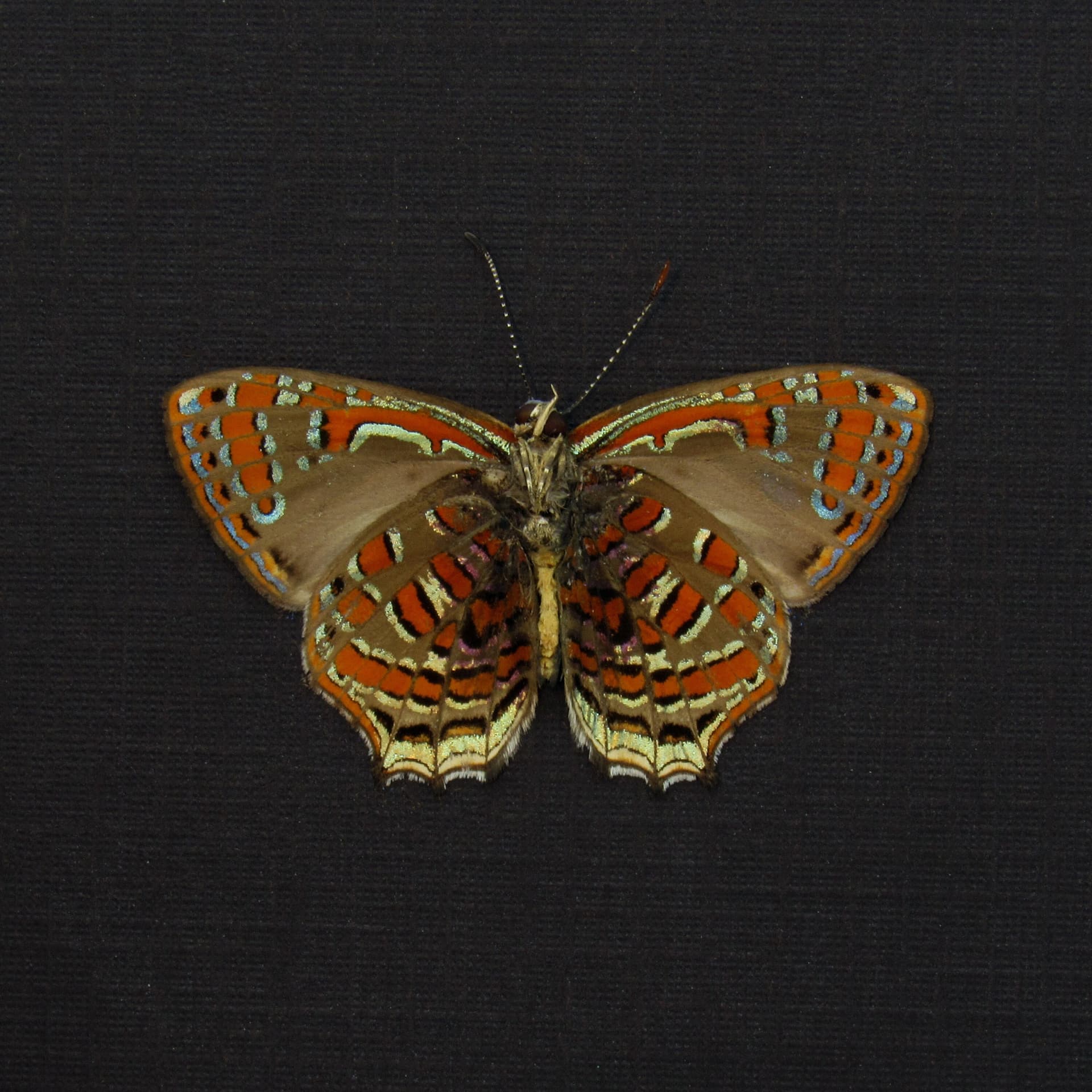 Rare metallic red butterfly framed taxidermy - Hypochrysops polycletus - Victorian mount