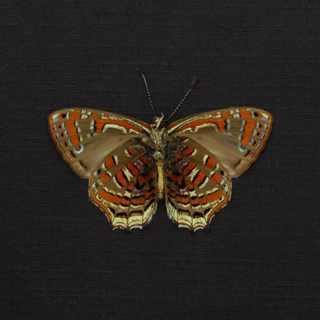 Rare metallic red butterfly framed taxidermy - Hypochrysops polycletus - Victorian mount