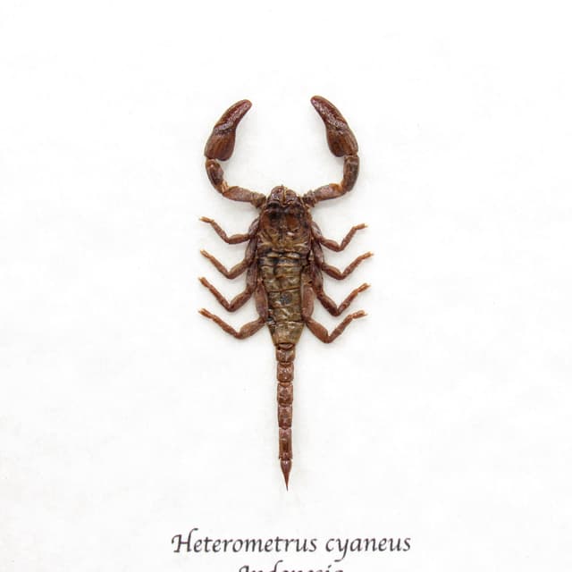 Real baby scorpion framed taxidermy - Heterometrus cyaneus