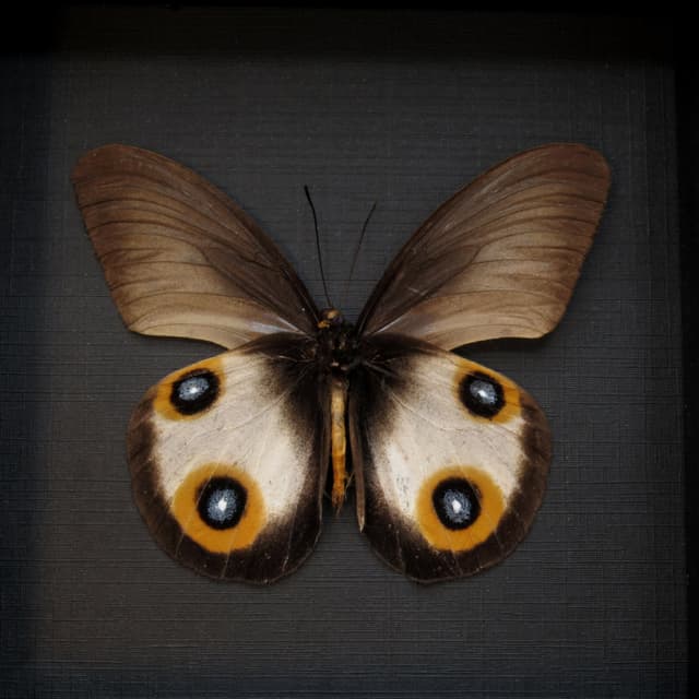 Real Owl butterfly framed taxidermy - Taenaris horsfieldii