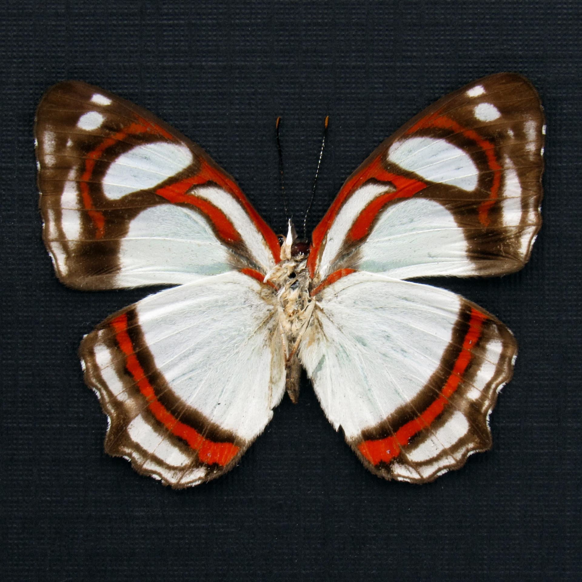 Real pale mint green butterfly framed taxidermy - Pyrrhogyra otolais nasica