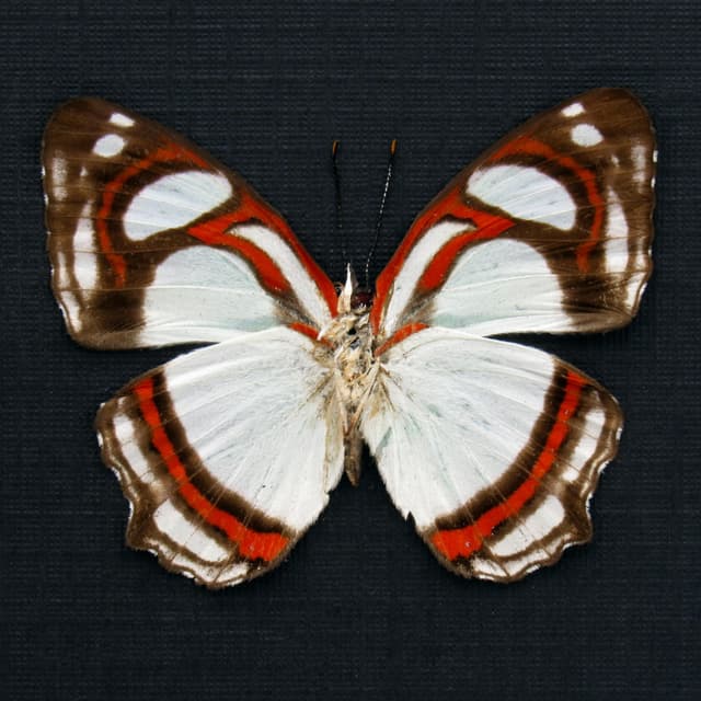 Real pale mint green butterfly framed taxidermy - Pyrrhogyra otolais nasica